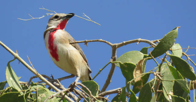 Rosy-Patched Bush-shrike
